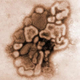 Illustration for article titled How Swine Flu Works, And Why It Kills